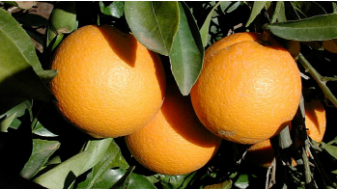Utilisez Un Testeur De Nitrate Avec Une Orange Mûre. Faire Des
