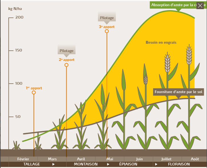 Fertilisation azotée : atout rendement et qualité